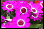 IMG_7643a