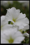 IMG_7658a