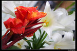 IMG_7665a