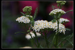 IMG_7667a