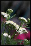 IMG_7670a