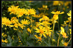 IMG_7674a