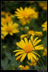 IMG_7675a