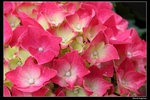 IMG_7676a