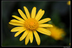 IMG_7681a