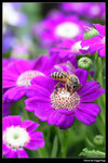 IMG_7684a