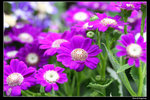 IMG_7687a