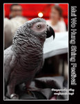 IMG_1257z