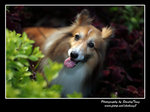 IMG_0888z