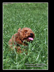 IMG_0826z