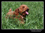 IMG_0828z