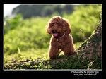 IMG_0928z