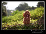 IMG_0936z