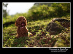 IMG_0971z