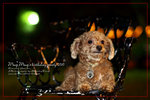 IMG_7863z
