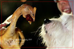 IMG_7954z