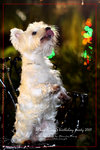 IMG_8014z