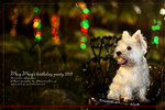 IMG_8018z
