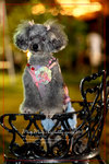 IMG_8120z