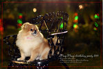 IMG_8141z