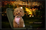 IMG_8809z