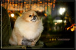IMG_8816z