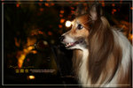 IMG_8871z
