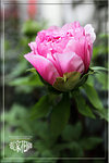 IMG_2900z