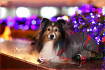 IMG_2265z