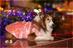 IMG_2376z