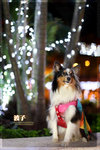 IMG_2441z
