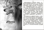 Angel Charlie page 121 & 122z