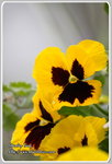IMG_6687z