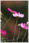 IMG_6691z