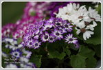 IMG_6695z