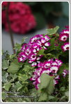 IMG_6696z