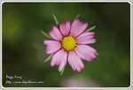 IMG_6712z