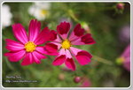 IMG_6713z