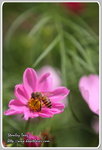 IMG_6734z