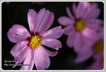 IMG_6741z