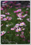 IMG_6744z