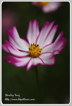 IMG_6748z