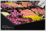 IMG_6754z
