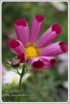 IMG_6758z