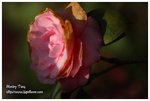 IMG_4826z