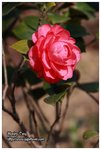 IMG_4836z