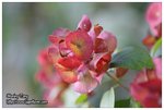 IMG_4911z