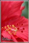 IMG_3874z