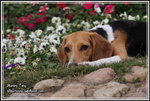 IMG_3927z