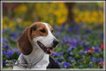 IMG_3968z